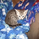 Amira, Egyptian Mau, Silver, Female, DOB 9-4-16