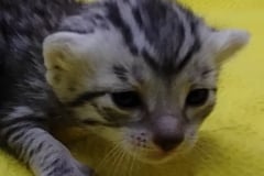 Egyptian Mau silver Female kitten #1 DOB 3-19-25