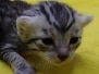 Egyptian Mau silver Female kitten #1 DOB 3-19-25