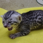 Silver-Female-c