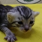 Silver-Female-f