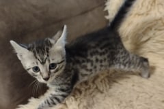 Egyptian Mau silver Female Kitten #2 DOB 3-19-25