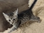 Egyptian Mau silver Female Kitten #2 DOB 3-19-25