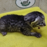 Silver-Female-a
