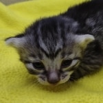 Silver-Female-h