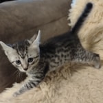 Siver-male-and-female-kittens