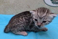 Egyptian Mau Silver female kitten DOB 1-24-26