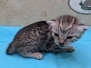 Egyptian Mau Silver female kitten DOB 1-24-26