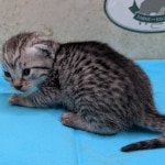 Silver-Female-Mau-Kitten-a