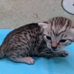 Silver-Female-Mau-Kitten-b