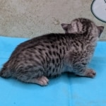 Silver-Female-Mau-Kitten-d