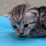 Silver-Female-Mau-Kitten-e