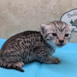 Silver-Female-Mau-Kitten-f