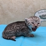 Silver-female-Mau-Kitten-