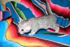 Kiya Egyptian Mau Silver female Lightest DOB 9-27-15