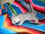 Kiya Egyptian Mau Silver female Lightest DOB 9-27-15