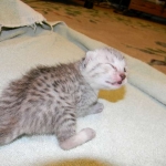 Egyptian Mau, Silver, Female Lightest DOB 9-27-15