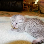 Egyptian Mau, Silver, Female Lightest DOB 9-27-15