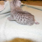 Egyptian Mau, Silver, Female Lightest DOB 9-27-15
