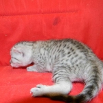 Egyptian Mau, Silver, Female Lightest DOB 9-27-15