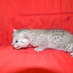 Egyptian Mau, SIlver, Female Lightest DOB 9-27-15