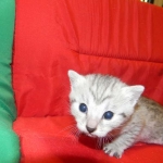 Egyptian Mau, SIlver, Female Lightest DOB 9-27-1