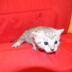Egyptian Mau, SIlver, Female Lightest DOB 9-27-15