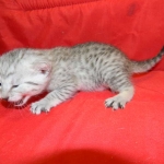 Egyptian Mau, Silver, Female Lightest DOB 9-27-15
