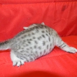 Egyptian Mau, Silver, Female Lightest DOB 9-27-15