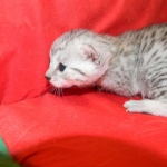 Egyptian Mau, Silver, Female Lightest DOB 9-27-15