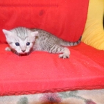 Egyptian Mau, Silver, Female Lightest DOB 9-27-15