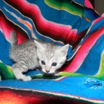 Egyptian Mau, Silver, Female Lightest DOB 9-27-15