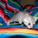 Egyptian Mau, Silver, Female Lightest DOB 9-27-15