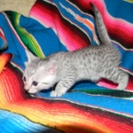 Egyptian Mau, Silver, Female Lightest DOB 9-27-15