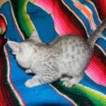 Egyptian Mau, Silver, Female Lightest DOB 9-27-15