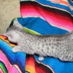 Egyptian Mau, Silver, Female Lightest DOB 9-27-15