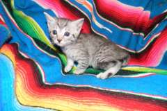Tali Egyptian Mau Silver Female Medium DOB 9-27-15