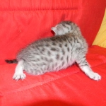 Egyptian Mau, Silver female, Medium DOB 9-27-15