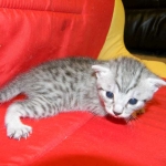 Egyptian Mau, Silver female, Medium DOB 9-27-15