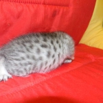Egyptian Mau, Silver female, Medium DOB 9-27-15
