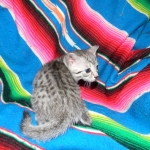 Egyptian Mau, Silver female, Medium DOB 9-27-15