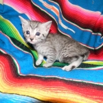 Egyptian Mau, Silver female, Medium DOB 9-27-15