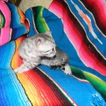 Egyptian Mau, Silver female, Medium DOB 9-27-15