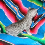 Egyptian Mau, Silver female, Medium DOB 9-27-15