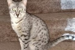 Lilly Egyptian Mau Silver Female MM DOB 5/7/15
