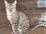 Lilly Egyptian Mau Silver Female MM DOB 5/7/15