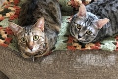 Shanthi, Egyptian Mau Silver female w/tarnish DOB 9-4-16