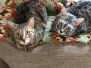 Shanthi, Egyptian Mau Silver female w/tarnish DOB 9-4-16