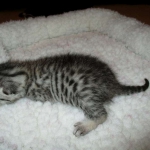 Egyptian Mau, Silver w/tarnish female DOB 9-4-16