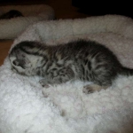 Egyptian Mau, Silver w/tarnish female DOB 9-4-16